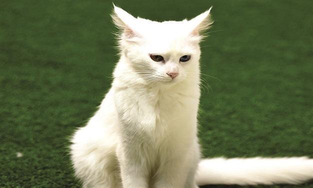 Number of multicolor-eyed Van cats rising under protection