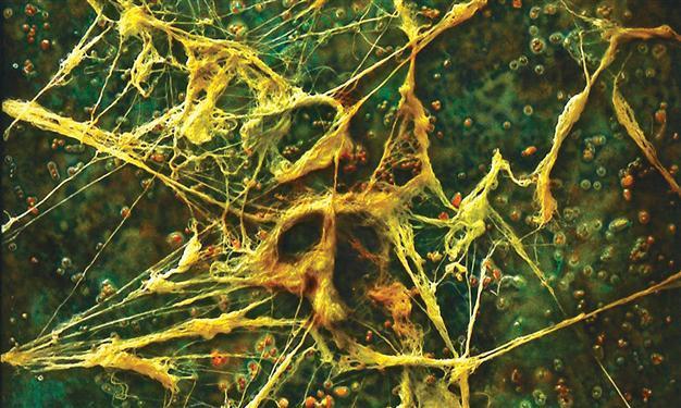 Joint exhibit at Beylerbeyi