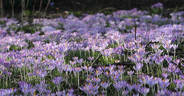 A bunch of crocus for Puduhepa
