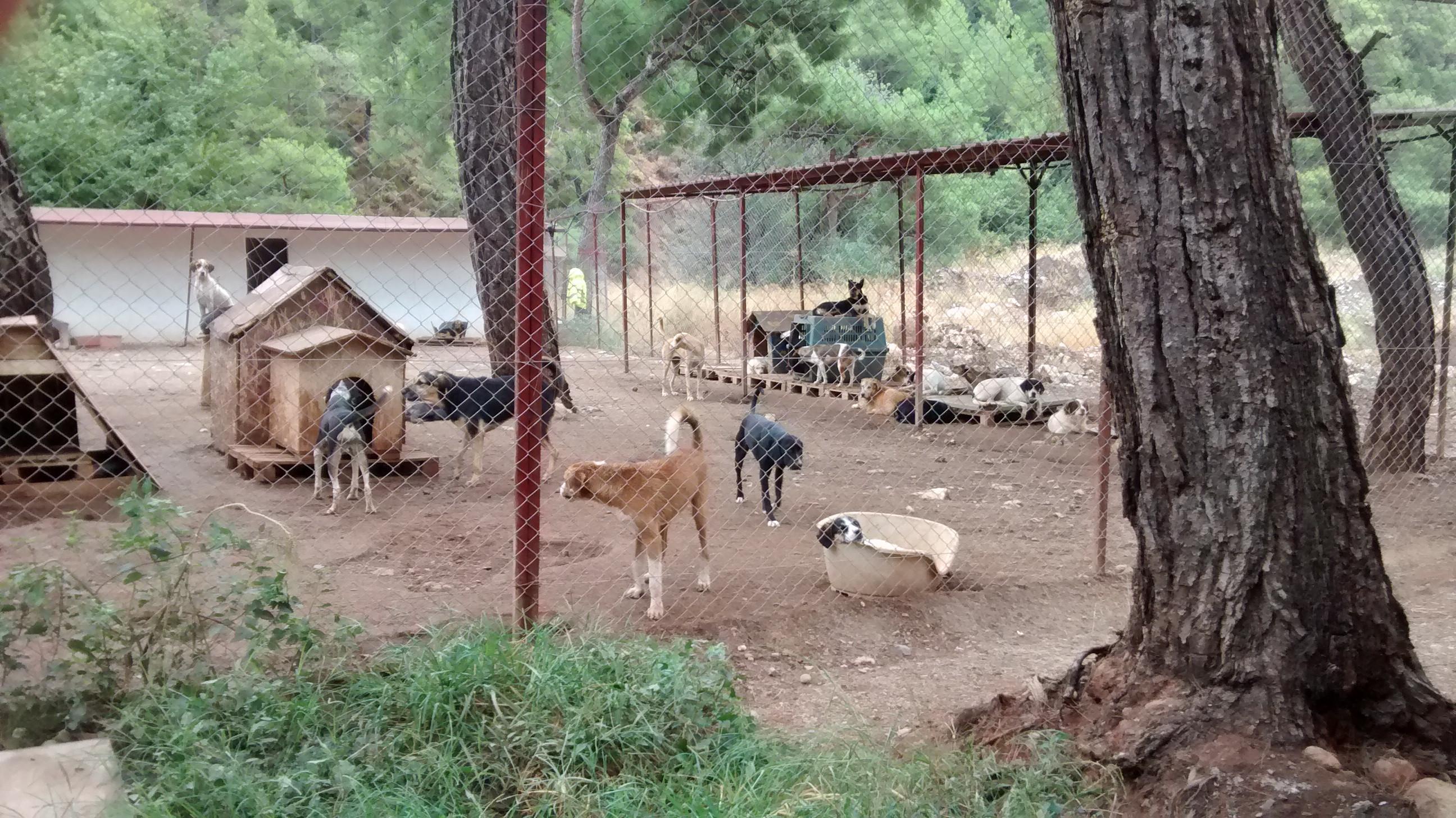 For the love of dogs