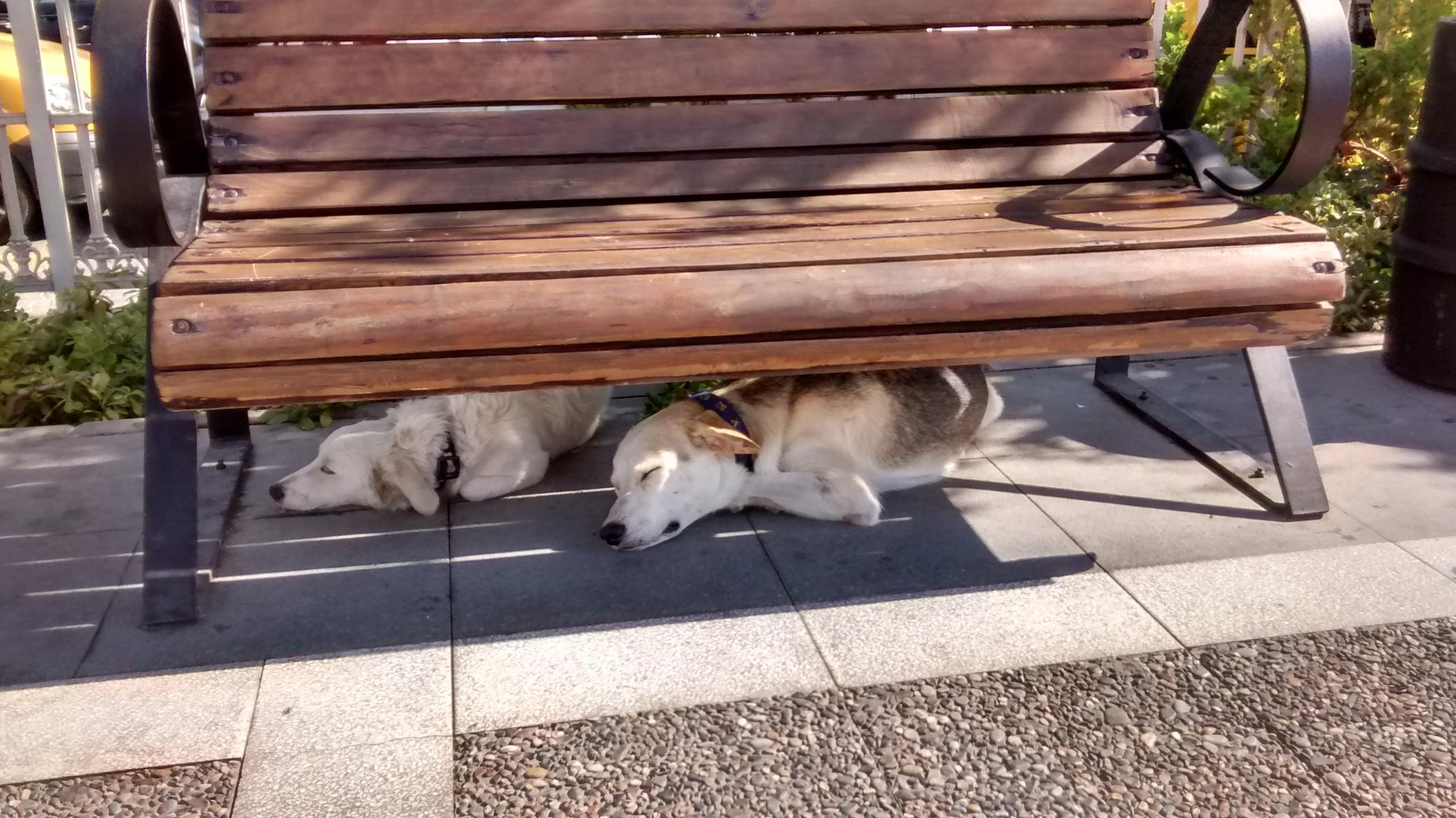 For the love of dogs