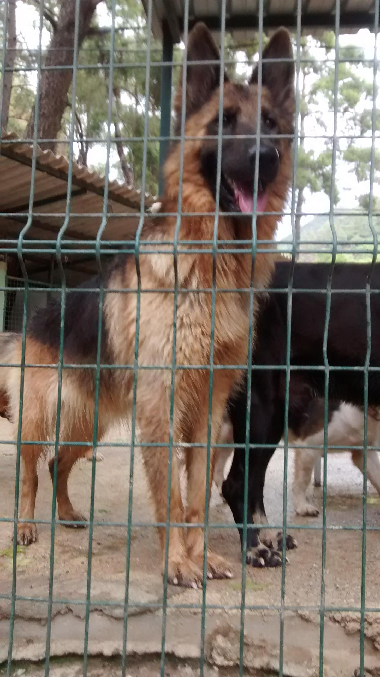 For the love of dogs