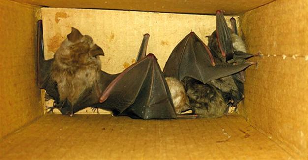 Man fined for illegally selling bats in Turkeys Muğla