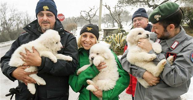 Puppies found in Italy avalanche hotel