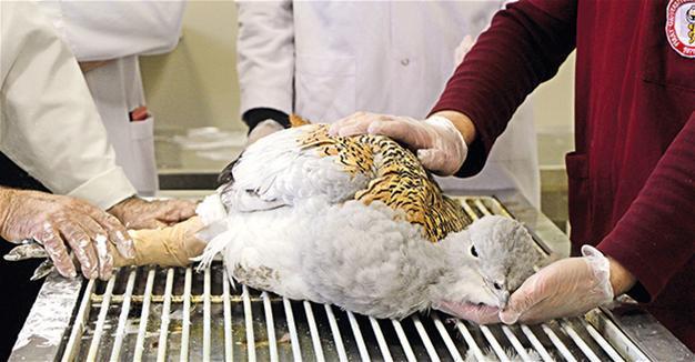 Wounded bustard found in Tunceli
