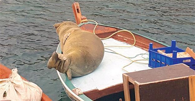 Mediterranean seal in İzmirs Karaburun