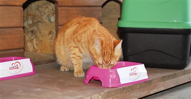 ‘Cat Campus’ opens in Istanbul