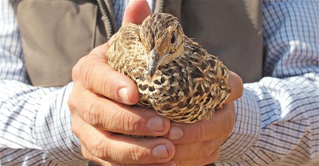 Black francolins set free