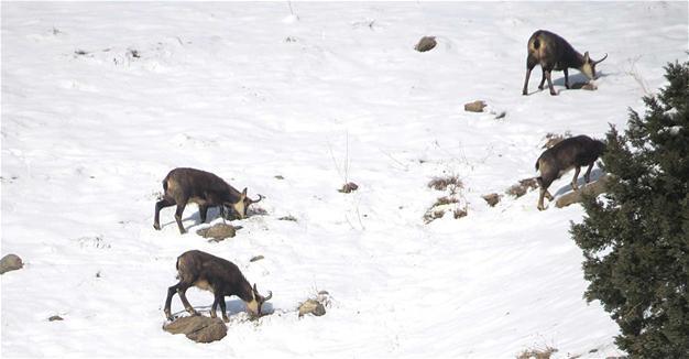 Pyrenean chamois monitored in Erzincan