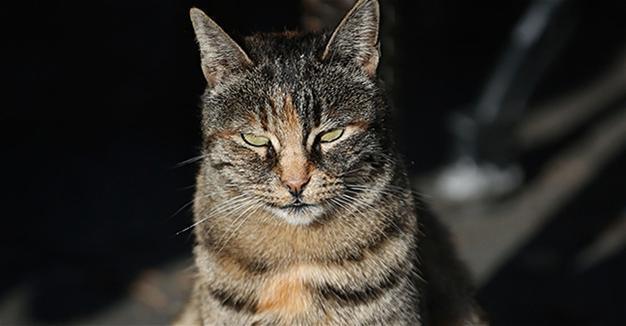 Cats on Istanbuls Heybeliada island enjoy winter tranquillity