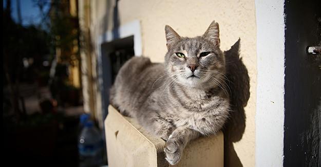 Cats on Istanbuls Heybeliada island enjoy winter tranquillity