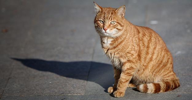 Cats on Istanbuls Heybeliada island enjoy winter tranquillity