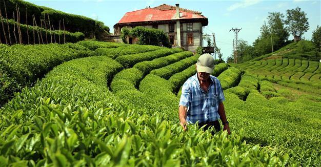 Turkish gov’t ready to apply food measures to push down inflation to single-digits: Deputy PM