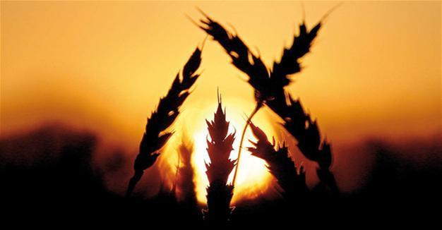 Moscow, Ankara ‘to discuss Russian grain supplies to Turkey’