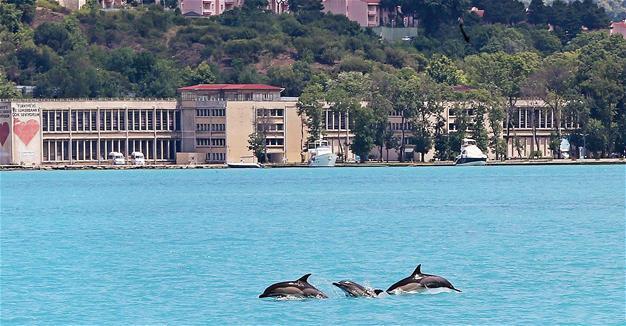 Dolphins photographed swimming in turquoise-colored Bosphorus waters
