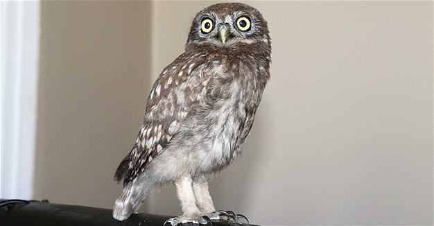 Owlet found in village in east Turkey