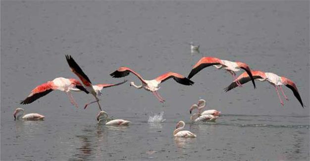 Baby flamingos start walking in Tuz Lake