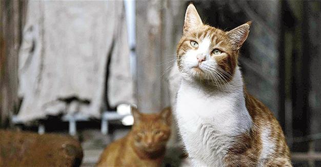 Party for stray animals in Istanbul