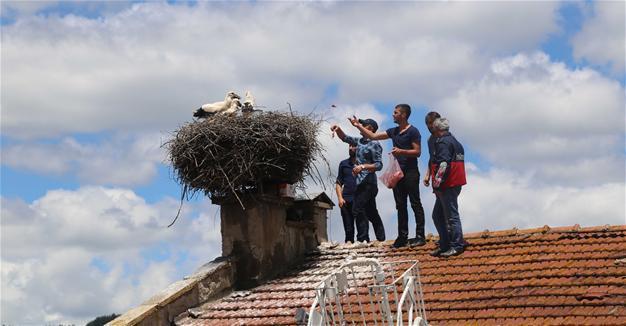 Ağlı municipality cares for stork chicks
