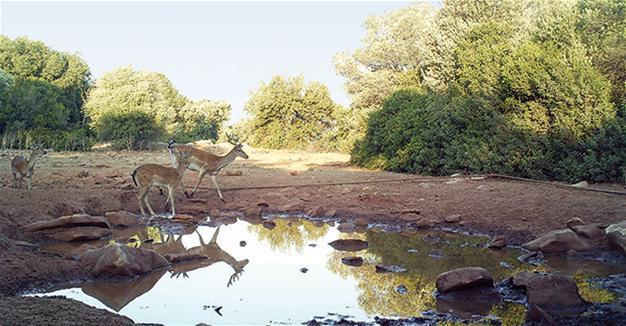 Red deer spotted in Kuşadası