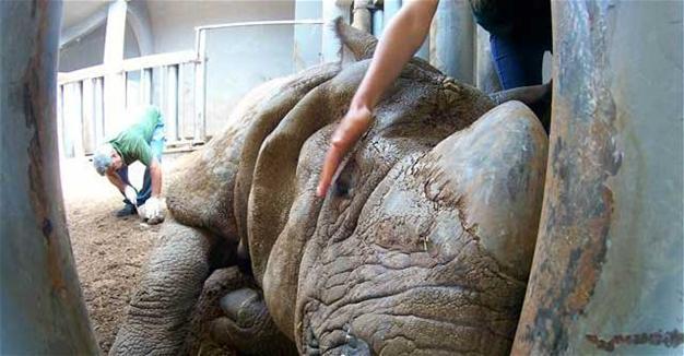 Skin care for Samir the rhino in Kocaeli