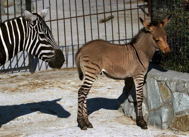 New member of Crimean zoo: A 'zonkey'