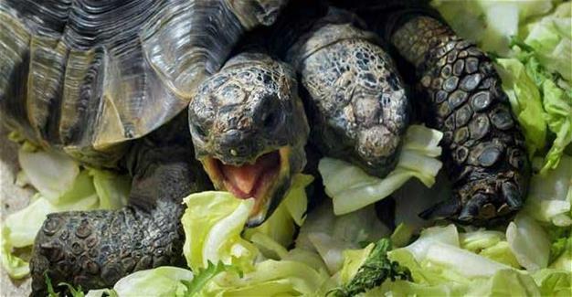 Two-headed tortoise celebrates 20 years