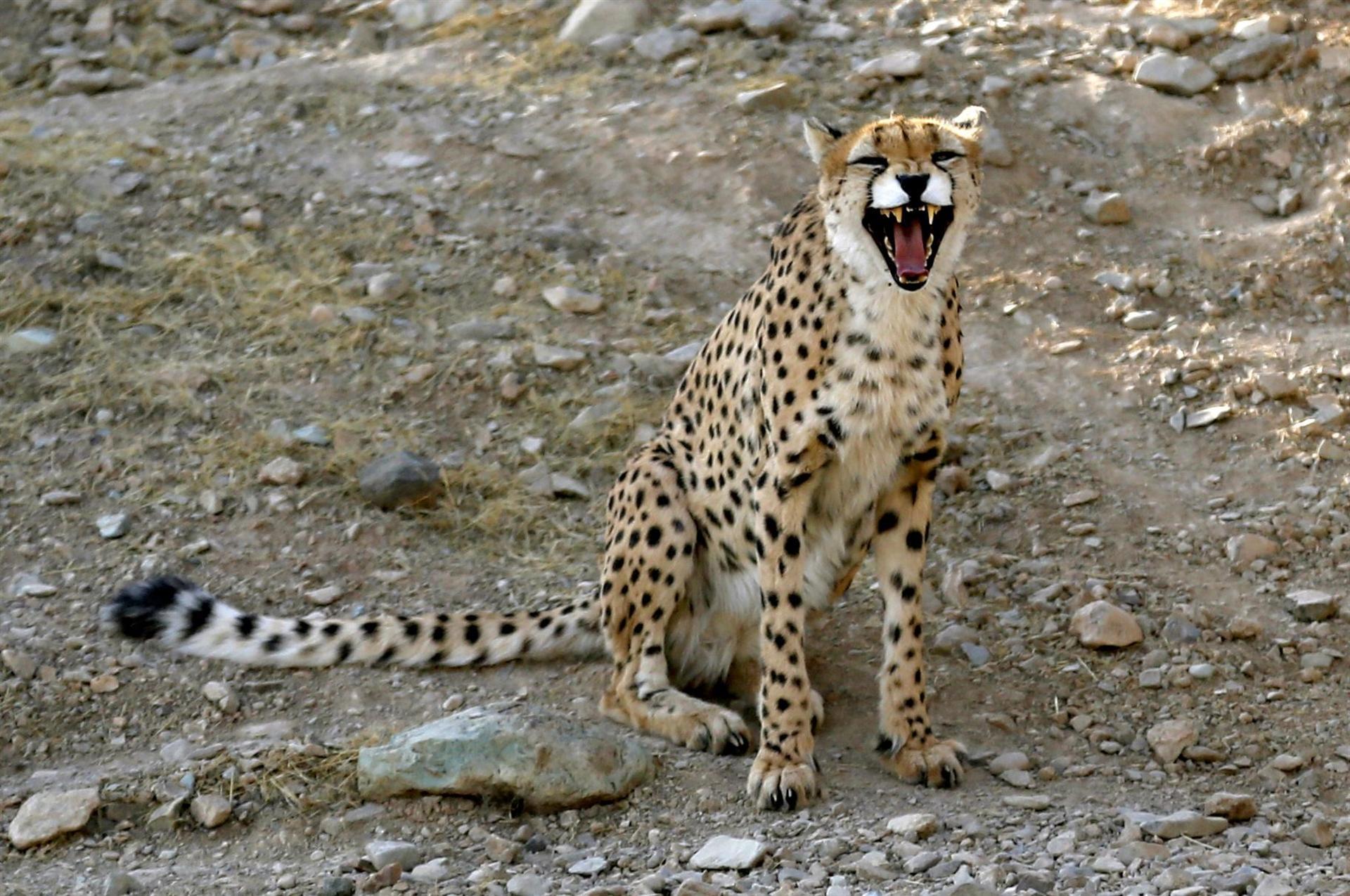 Iran moves to save last 'mascot' Asiatic cheetahs