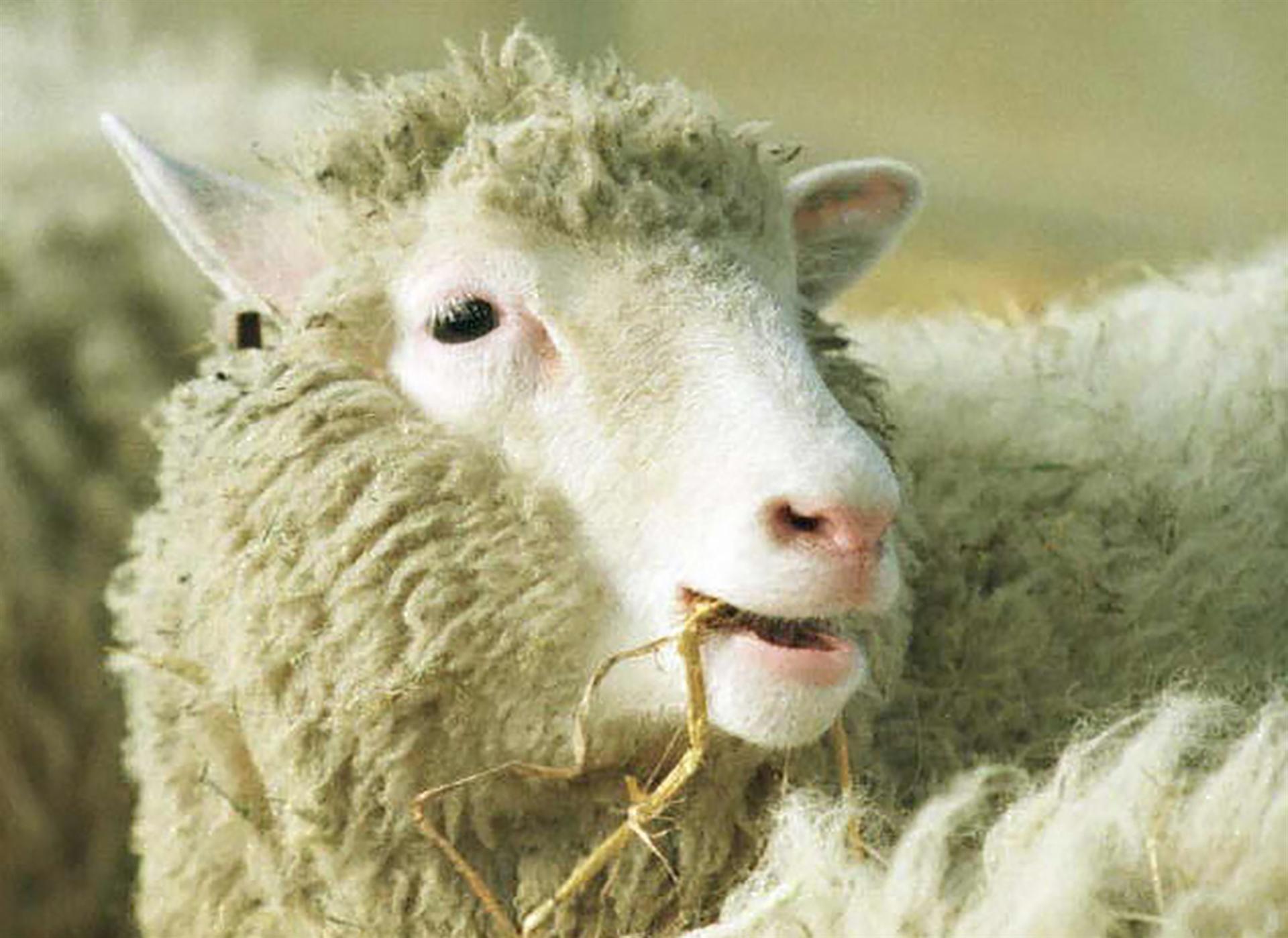 20 years after Dolly: Everything you always wanted to know about the cloned  sheep and what came next