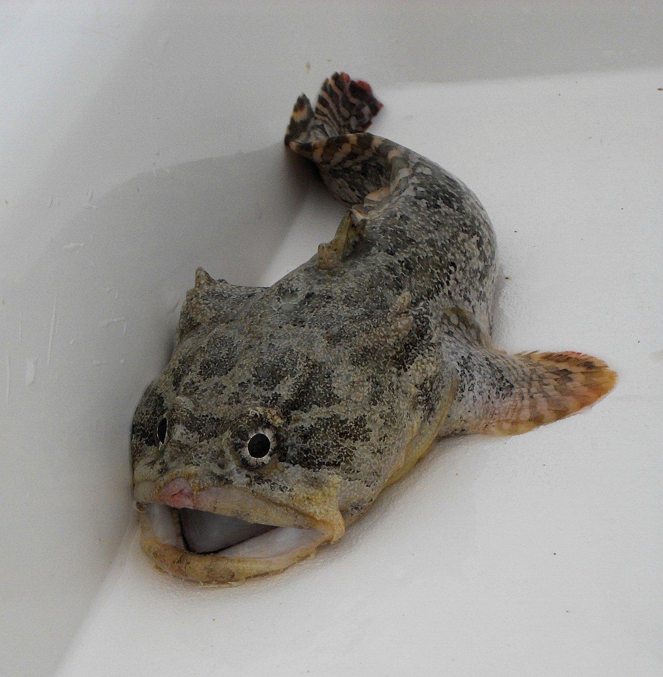 Infestation of poisonous toadfish concerns locals in Turkish resort town  Bodrum - Türkiye News