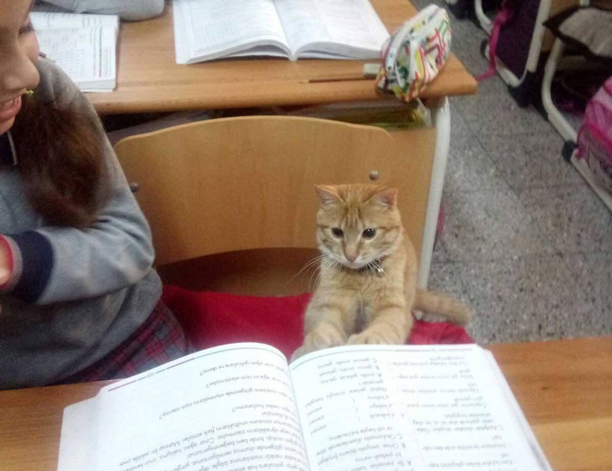 Classmate ‘Tombi the cat’ returns to school - Türkiye News