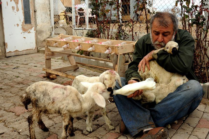 Retired man ‘adopts orphaned lambs’ in central Turkey’s Kırıkkale