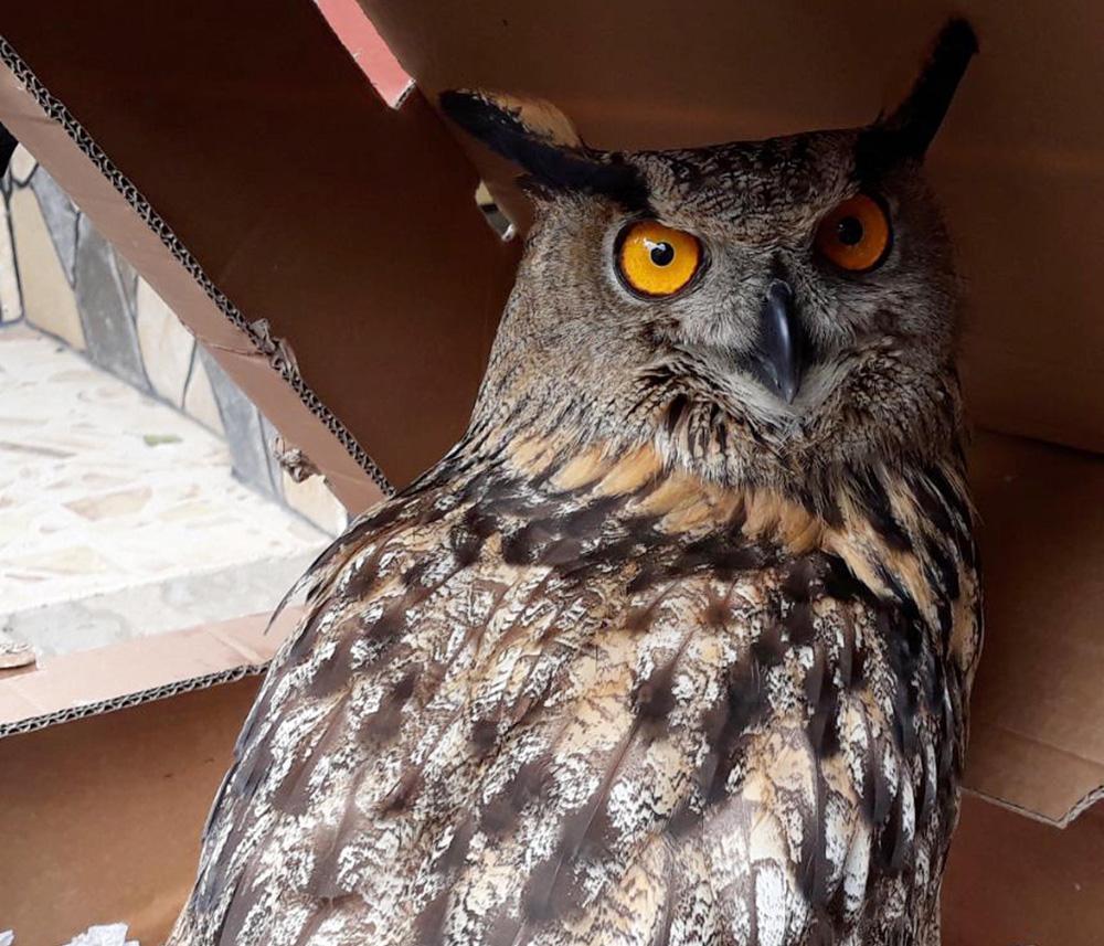 Owl put up for sale on internet seized by forestry directorate