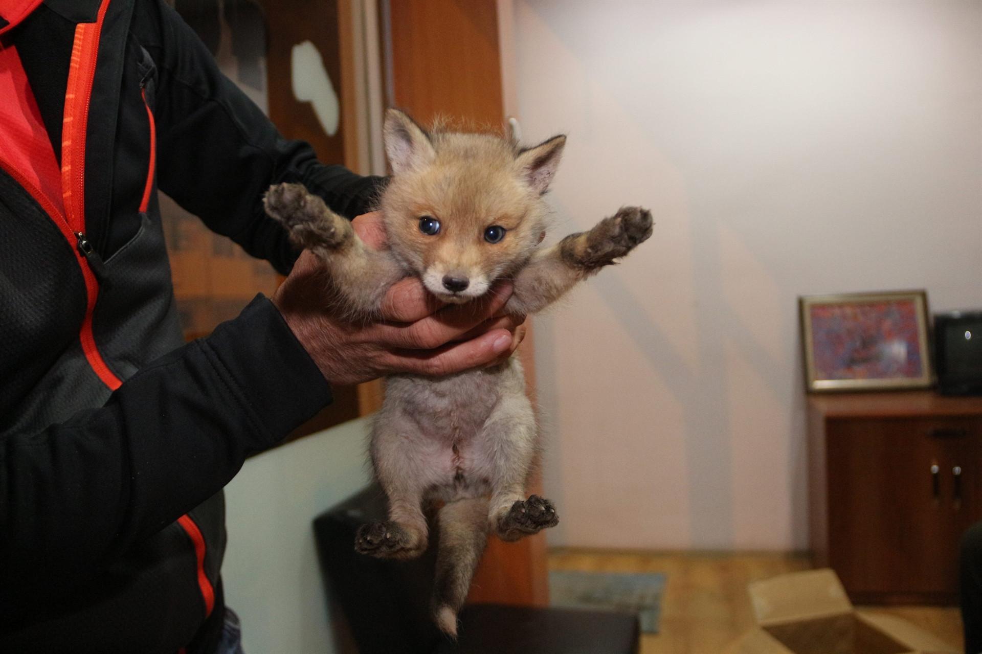 Fox cub found roadside