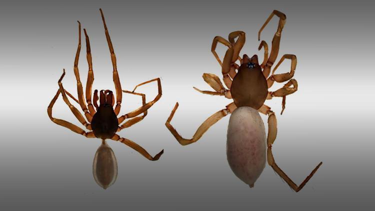 Researchers discover new spider species in Israel –