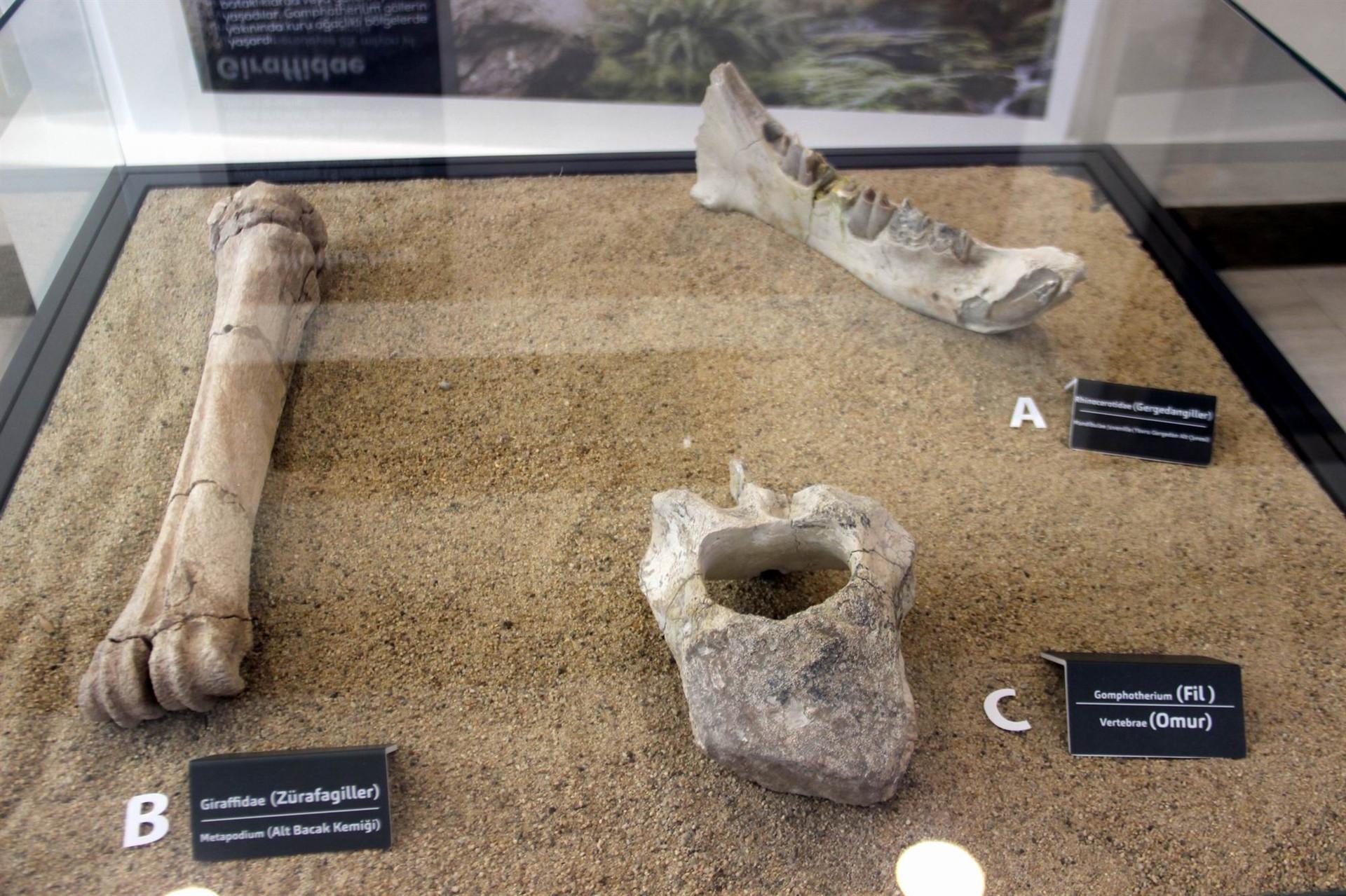 Kayseri’s unique fossils on display for visitors