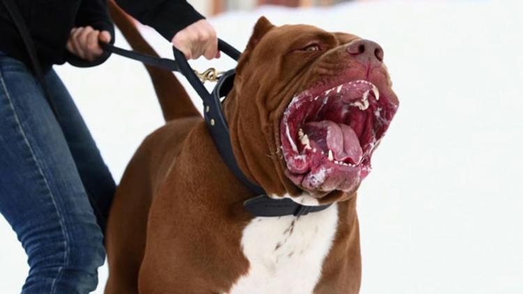 Pitbull best sale temperament test