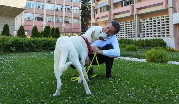 Work initiated for Turkish schools to adopt animals: Minister