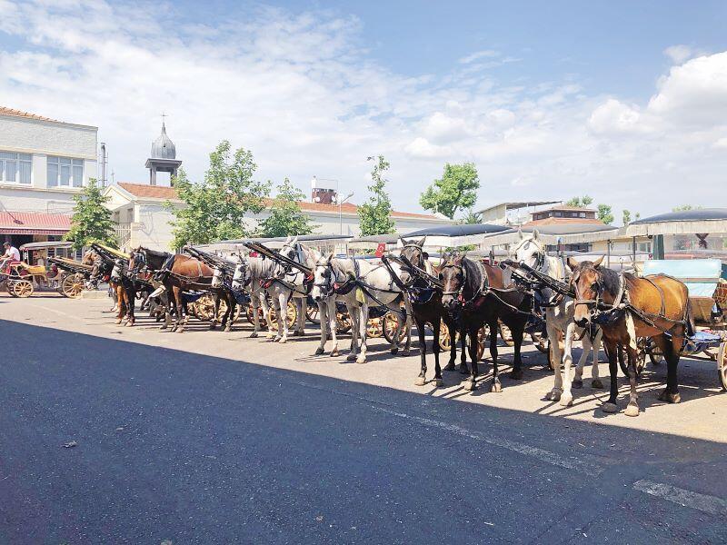 In Istanbul's Princes' Islands, over 500 carriage horses die in a year due  to abuse, heat, overloaded carriages and exhaustion – Straight from the  Horse's Heart