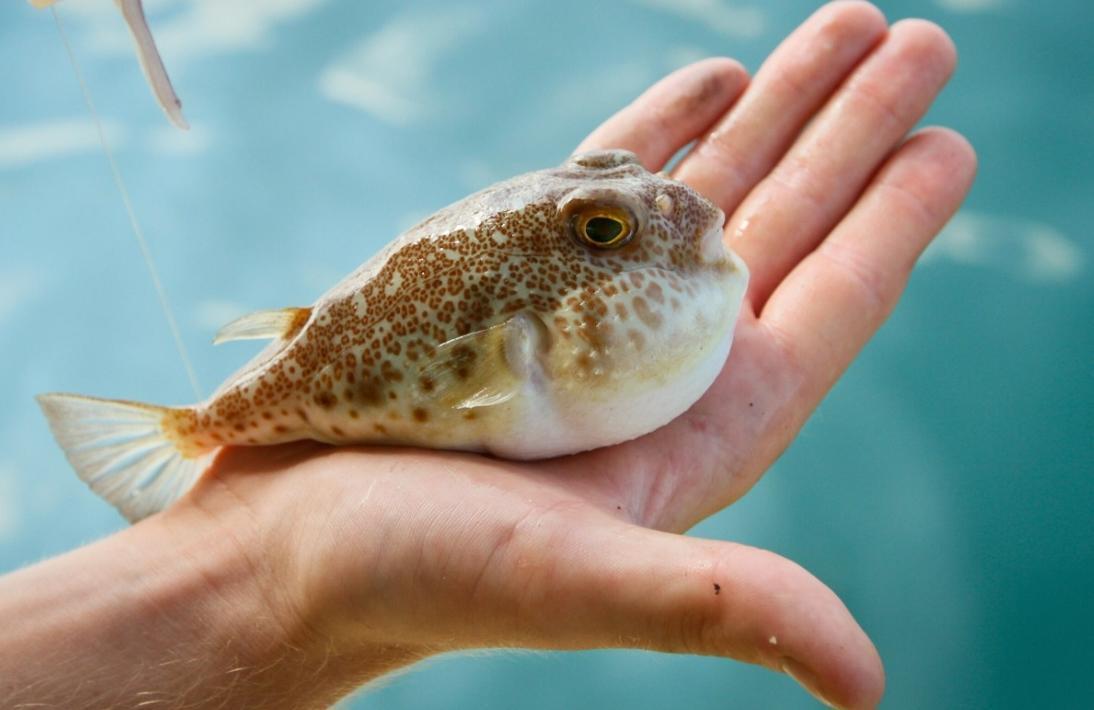 Invader puffer fish in Turkish seas to be exported, used in medicine:  Minister - Türkiye News
