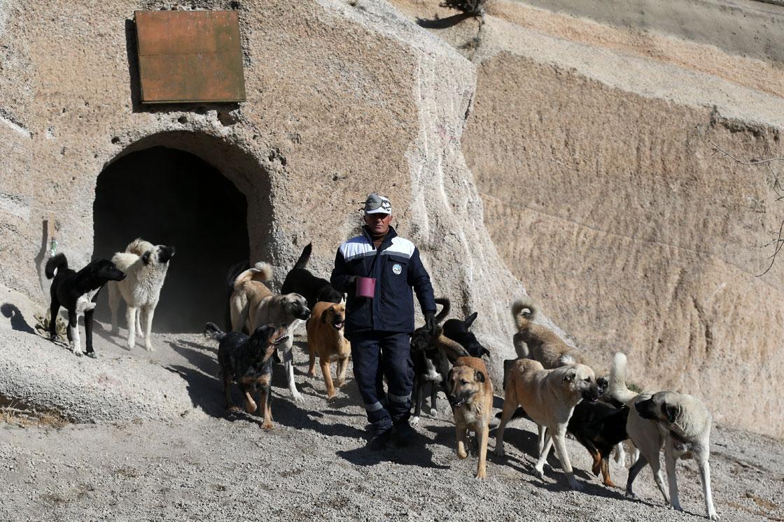 Rescue clearance village dogs