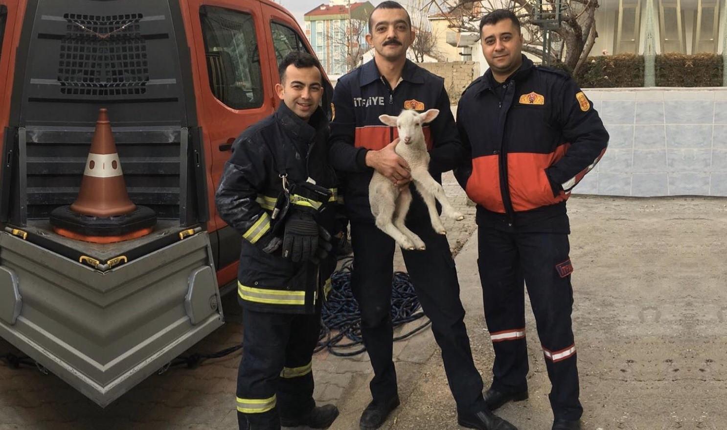 Stranded lamb rescued from air well by firefighters