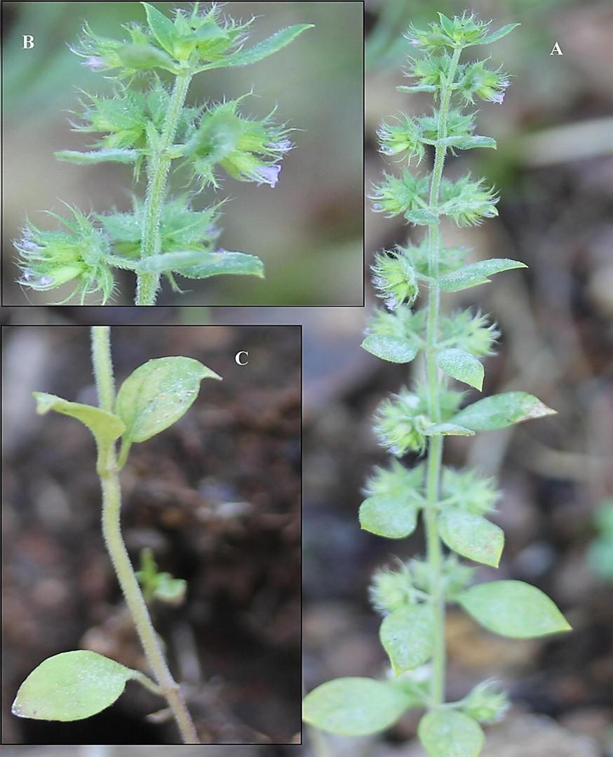 Turkish scientists find plant species not traced for 150 years