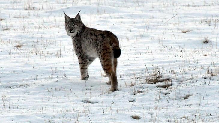 Caucasian lynx filmed in eastern Turkey