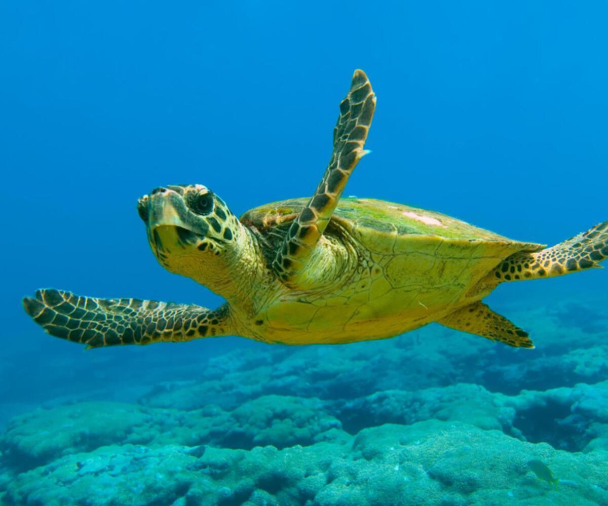 Caretta carettas in danger of hypothermia - Türkiye News