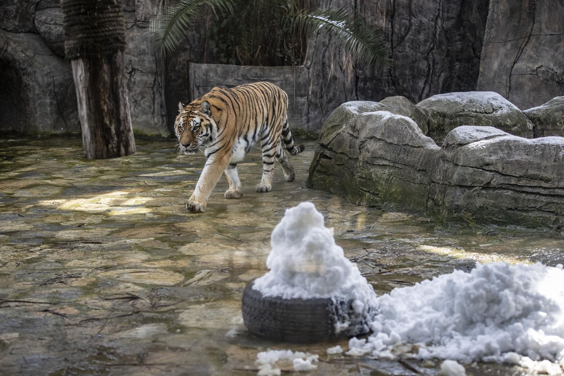 Istanbul's first Bengal tigers attract visitors - Türkiye News