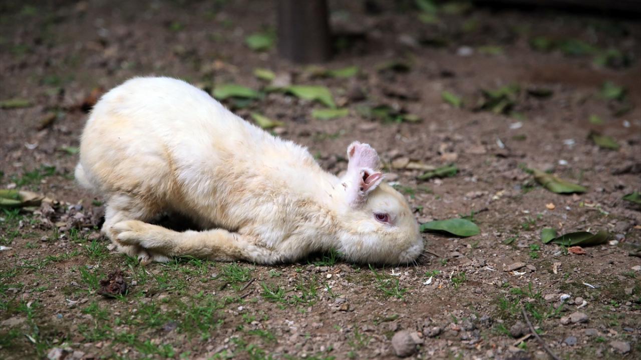 Two friends save life of severely injured lab rabbit - Türkiye News