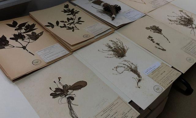 ‘Plant library’ in Istanbul hosts some 37,000 species
