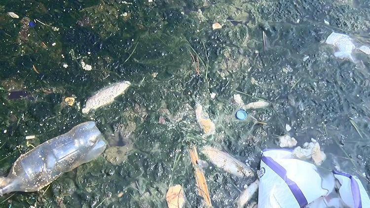 Lack Of Oxygen Responsible For Mass Fish, Crab Deaths In Istanbul’s ...