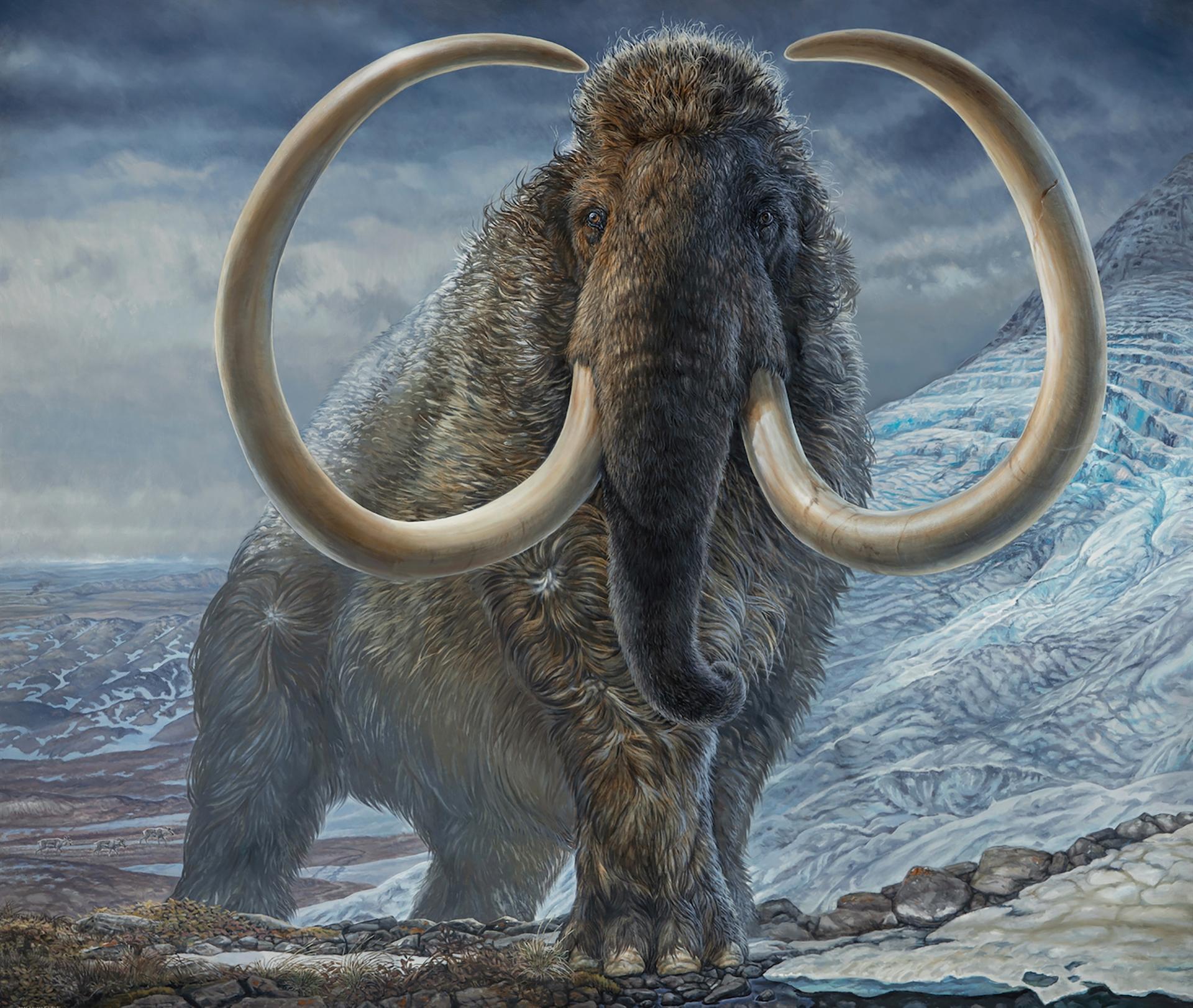 Study Reveals Footsteps Of A Woolly Mammoth